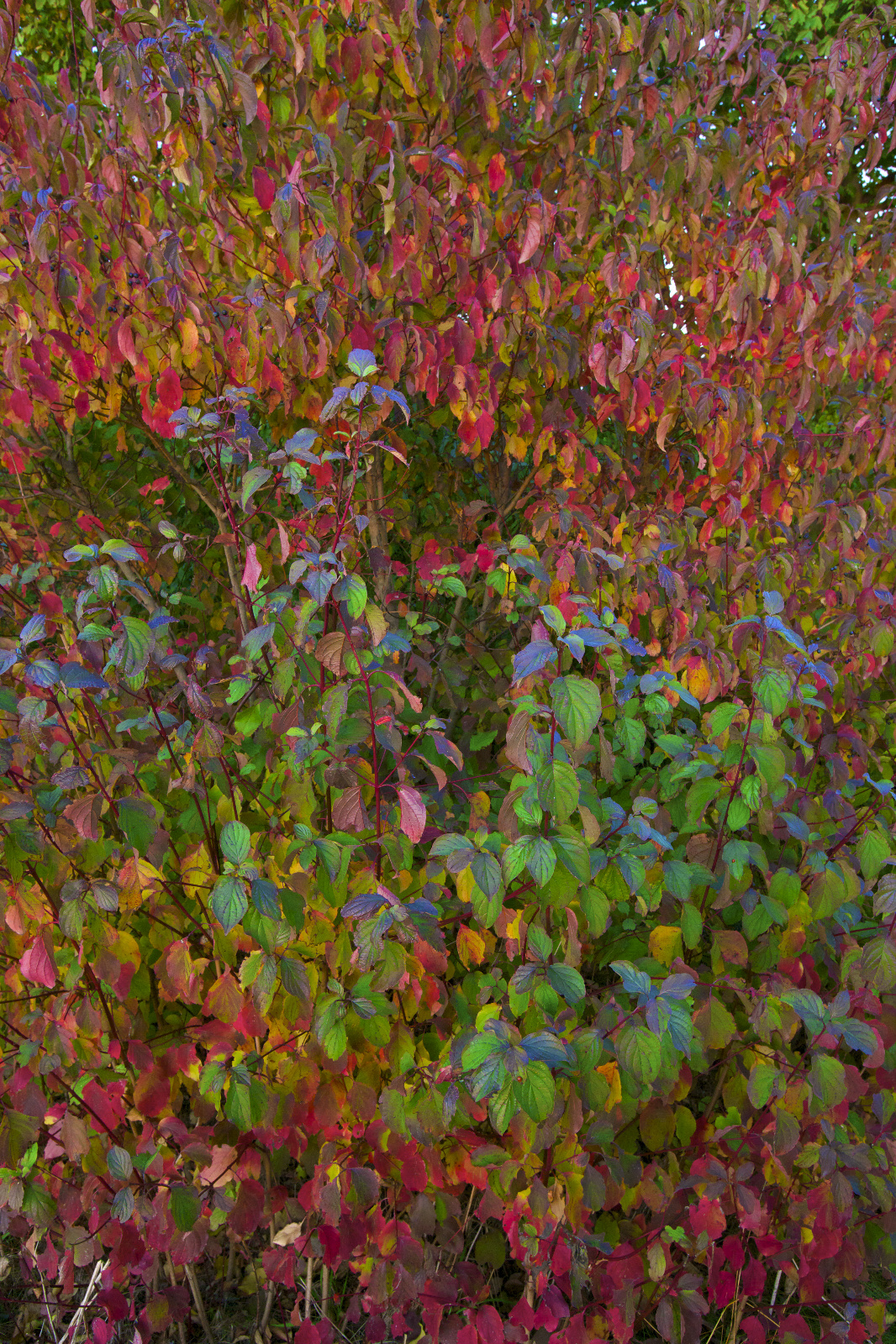  Z4Q1290   Arbeitskopie 2